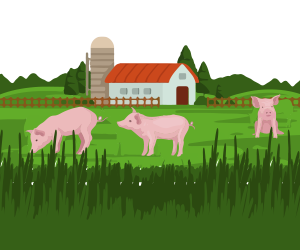 mip5-pig-sukshma-bima